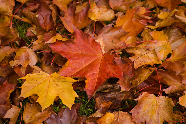 Herbstliche Dekorationen