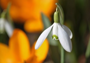 Was blüht im Frühling auf?