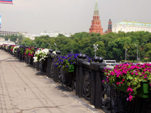 Blumenkästen – Grünes in Vollpracht