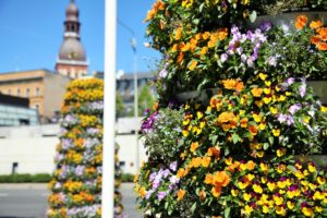 Riga in voller Blüte! Blumentürme in der Hauptstadt Lettlands