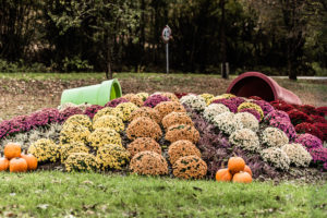 Herbstbepflanzung in der Stadt – wir widerlegen die Mythen